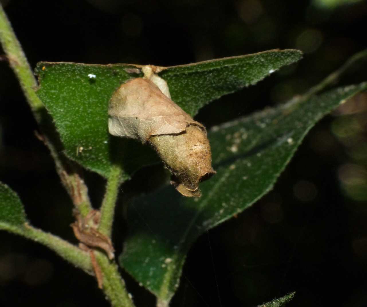 Attelabus nitens (sigaraio del leccio) in vena di scherzi